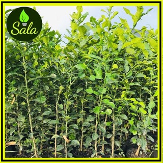 Cây chúc giống an giang, cây chanh thái 1 năm tuổi cao 50-60cm - cây giống 3 miền xương rồng