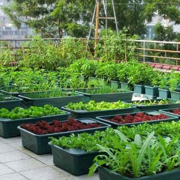 Bánh Dầu Đậu Phộng Nguyên Chất Phân Bón Hữu Cơ Cho Mọi Cây Trồng  - 1KG