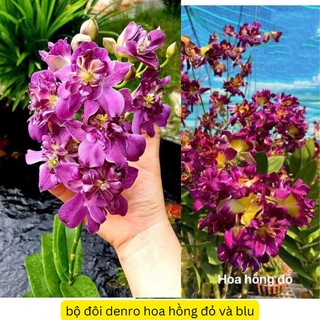 Denro hoa hồng đỏ và hoa hồng blu sắp nhú nụ hoa cây trưởng thành đẹp