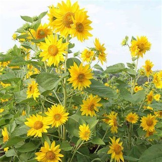 gói 30 Hạt giống Hoa Hướng Dương Tháp siêu bông, dễ chăm, trồng quanh năm - BẠN CỦA NHÀ NÔNG