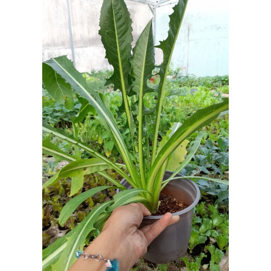 Chậu rau bồ công anh xanh, tím lùn, tỉa lá ăn sống hoặc nấu chín.