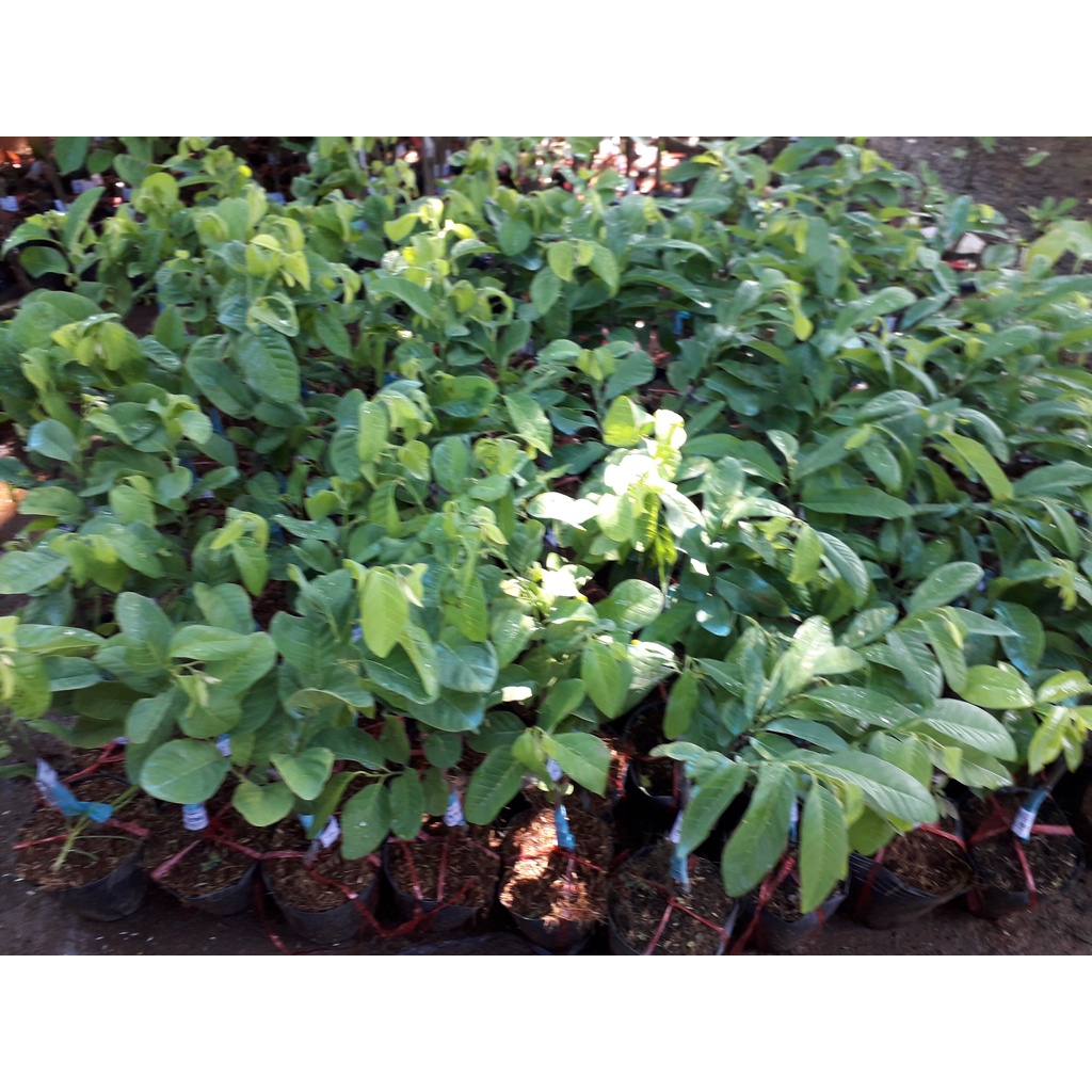 Cây giống Na (Thái) GIỐNG MỚI CÂY SIÊU KHỎE, SINH TRƯỞNG TỐT. [ GARDEN ]