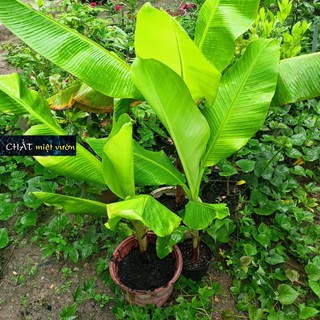 Chuối cau giống siêu trái (cây cao 30-60cm)