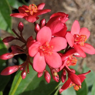 Hồng Mai - CayGiongTot _Cây giống chuẩn