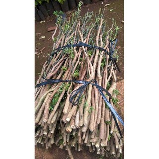 Cành Đinh Lăng Nếp Bắc ( nhà trồng )