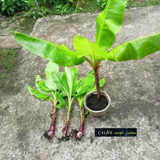 Chuối cau giống siêu trái (cây cao 30-60cm)