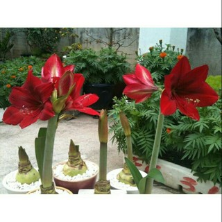 Củ hoa lan huệ tết hoa về đủ màu - Củ Giống Chuẩn