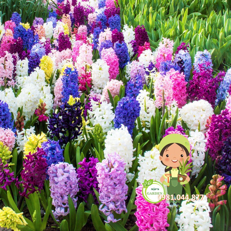 Combo 10 củ hoa tiên ông