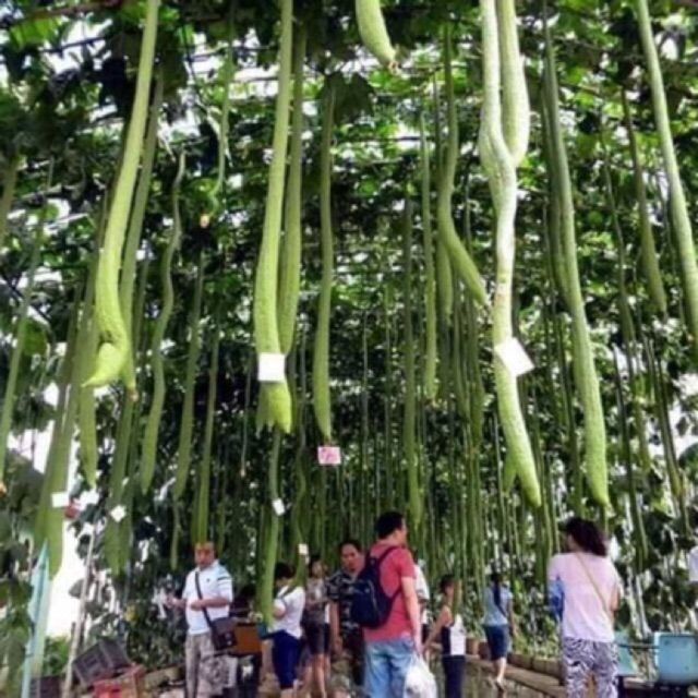 Hạt giống Mướp Hương Siêu Dài 2m thái lan - Hạt Giống Tốt
