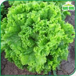 Hạt giống Xà Lách Xoăn xanh 708 chịu nhiệt tốt, trồng quanh năm, nhanh thu hoạch