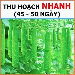 gói 10 Hạt giống Bầu Sao dài F1 siêu đậu quả, trái dài, ngọt, trồng quanh năm - BẠN CỦA NHÀ NÔNG