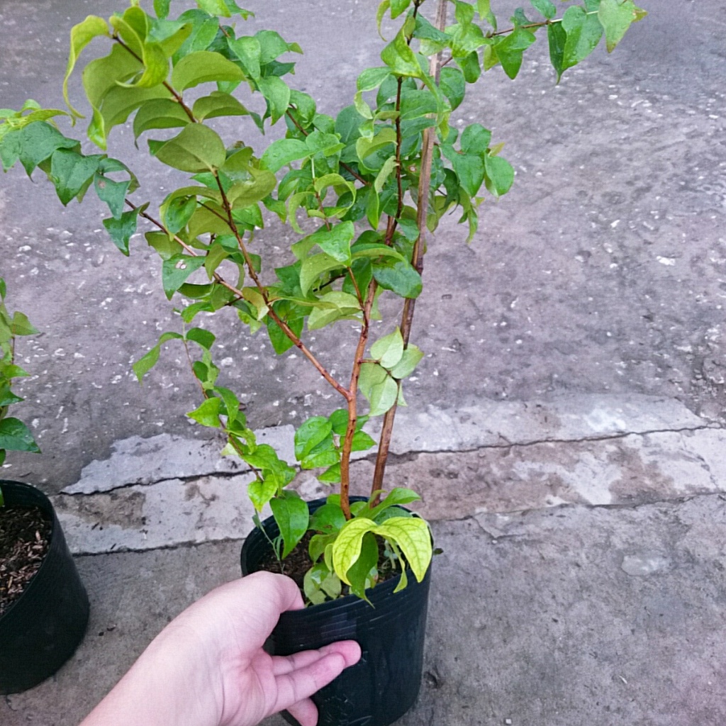 Cây Cherry Nam Mỹ - cherry Surinam - cây cherry Khía có quả sau 6 tháng phù hợp khí hậu 3 miền Việt Nam - Cây Giống Tốt
