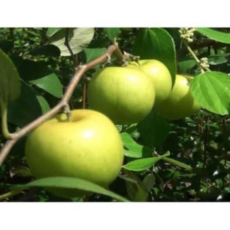 Cây Giống Táo Thái Lan - Cây Giống Tốt