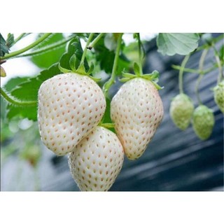 Combo vỉ 11 cây mô giống Dâu tây 🍓 Bạch Tuyết Ngọc Chai