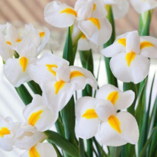 Củ hoa diên vĩ chọn màu