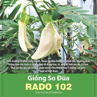 Hạt giống Bông So Đũa, bông Sua Đũa