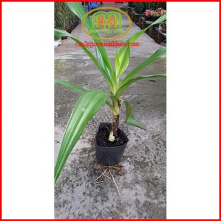 Cây giống Đại tướng quân lấy lá làm thuốc hoặc trồng kiểng Minh Hân Garden