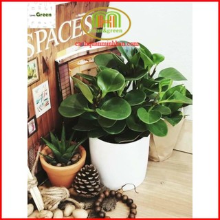 Cây trường sinh mini để bàn cây phong thủy mệnh Mộc Minh Hân Garden