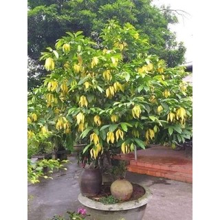 Cây giống hoa dẻ rừng hoa thơm nức _cây giống chuẩn