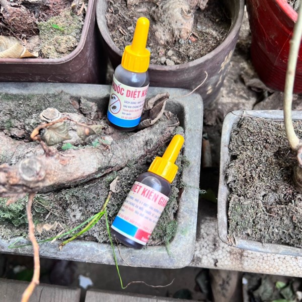 Chai thuốc diệt kiến sinh học 