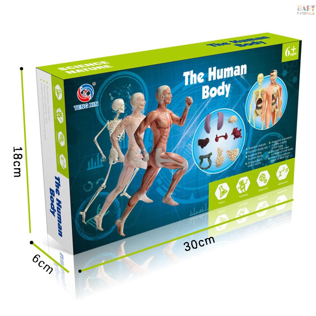Bộ Dụng Cụ Học Tập Mô Hình Cơ Thể Người  Cơ Thể Người Và Xương Đơn Giản Làm Quà Tặng Giáo Dục #babypatronusVn.vn. vn. vn. vn.
