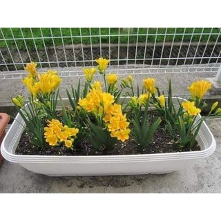 1 củ hoa lan nam phi - Củ Giống Chuẩn
