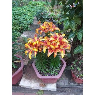 combo 5 củ ly 5 màu(củ đã nhú mầm sẵn) - Củ Giống Chuẩn