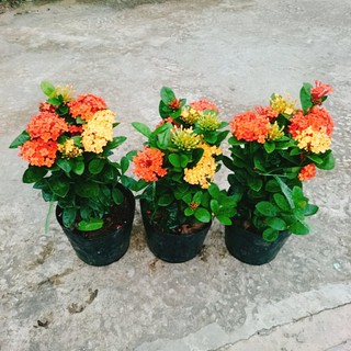 CÂY MẪU ĐƠN THÁI( BÔNG TRANG) 2 MÀU VÀNG ĐỎ