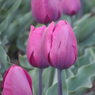 CỦ HOA TULIP MÀU TÍM ( 20 NGÀY RA HOA)