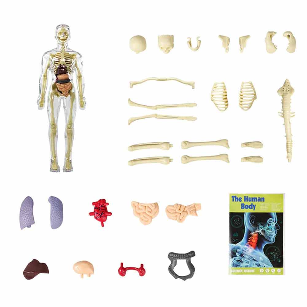 Anthropomorphic Stem Children's Toys Plastic DIY Skeleton Toys Science Teaching Aids for Children