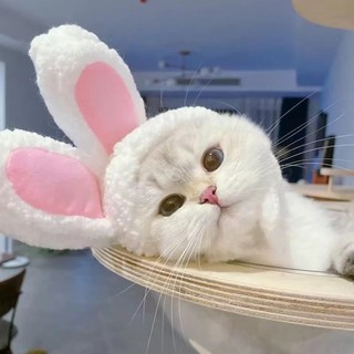 Mũ tai thỏ dễ thương cho thú cưng