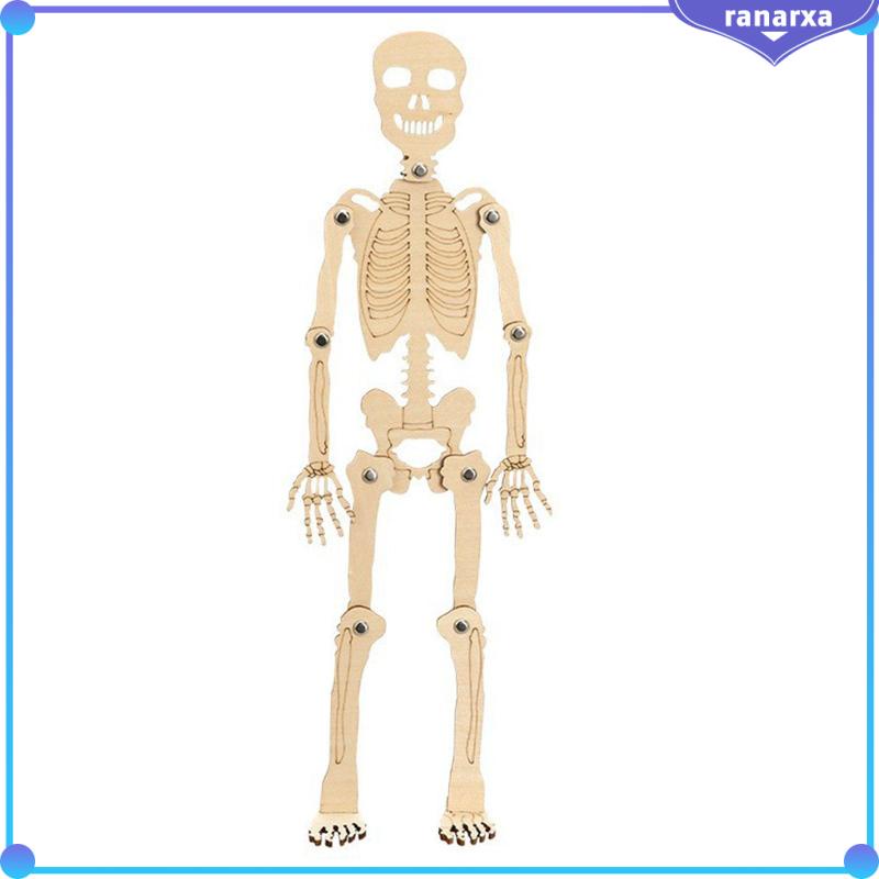 Mô Hình Bộ Xương Người Bằng Chất Liệu Bền Giáo Dục Cho Bé