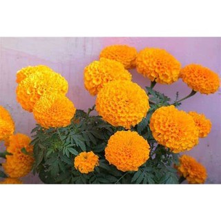 gói 150 Hạt giống Hoa Vạn Thọ Cao nhiều màu, hoa to, thân cao 70-80 cm