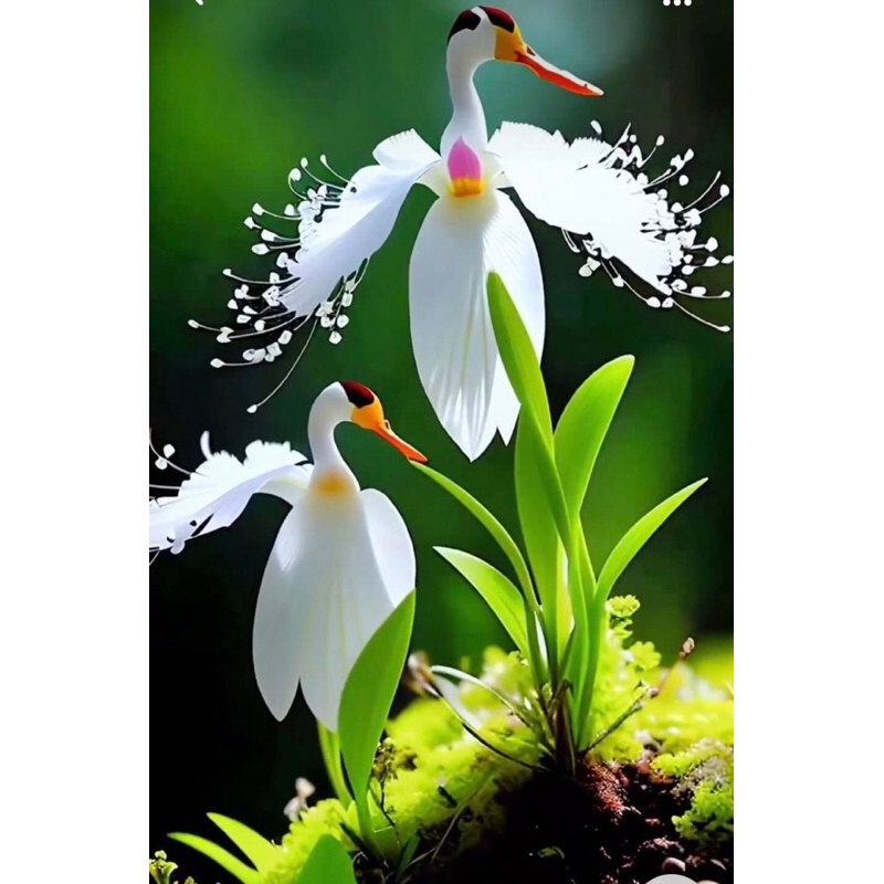 Hạt hoa Hạc Hải âu - Hạt Giống Tốt