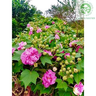 Cây hoa phù dung đổi màu cao 60cm đang hoa _cây giống chuẩn