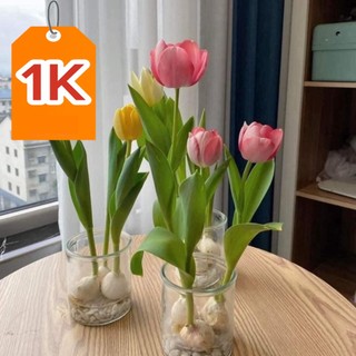Deal 1k củ giống hoa tulip 20 ngày cho hoa
