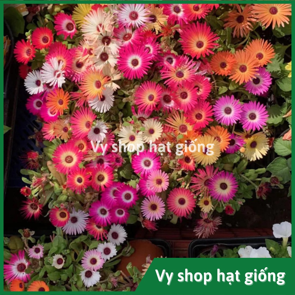 Hạt giống hoa mười giờ châu phi  gói 300 hạt mix màu