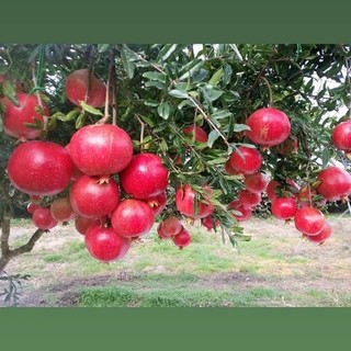 Cây giống lựu đỏ - Cây Giống Tốt
