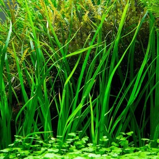Cỏ Narong - Cây thủy sinh