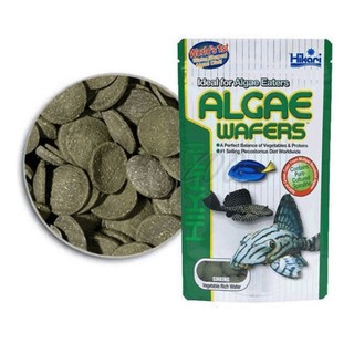 Thức ăn Pleco Hikari Algae Wafers 250gram | Cá tầng đáy, Pleco, cá chuột