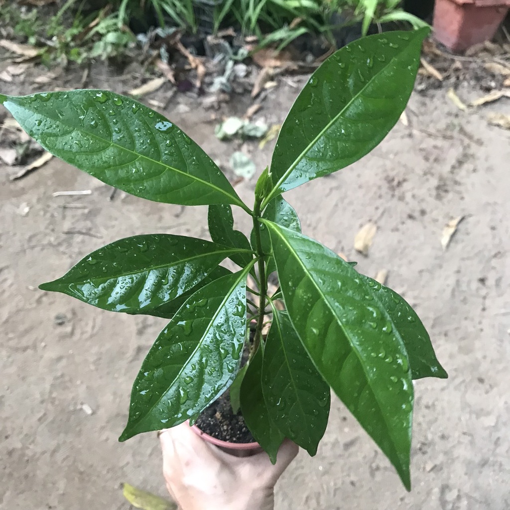 Cây Hoa Lài Nữ Hoàng Thơm  chiết cành cao 20-30cm  CÂY GIỐNG 3 MIỀN