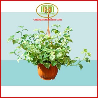 Cây trầu bà càng cua cẩm thạch trong giỏ nhựa treo mini treo cửa sổ cực cute, móc treo tháo rời được