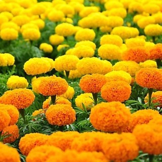 Hạt giống hoa vạn thọ cây cao nhiều màu rd 842 0.1g hạt giống rạng đông