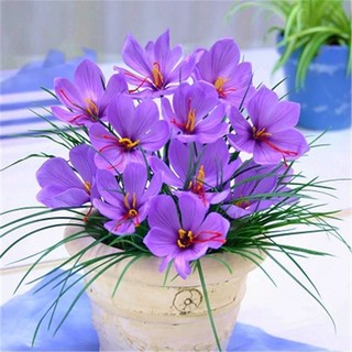 Củ giống hoa nghệ Tây - Củ Giống Chuẩn