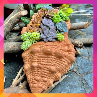 Chậu đất nung trồng sen đá size m. chậu vỏ sò. chậu đất nung sản xuất tại bình dương. gốm sứ sân vườn