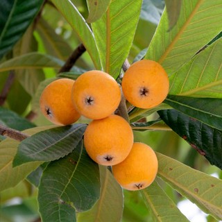 Cây giống nhót nhật - cây giống tốt