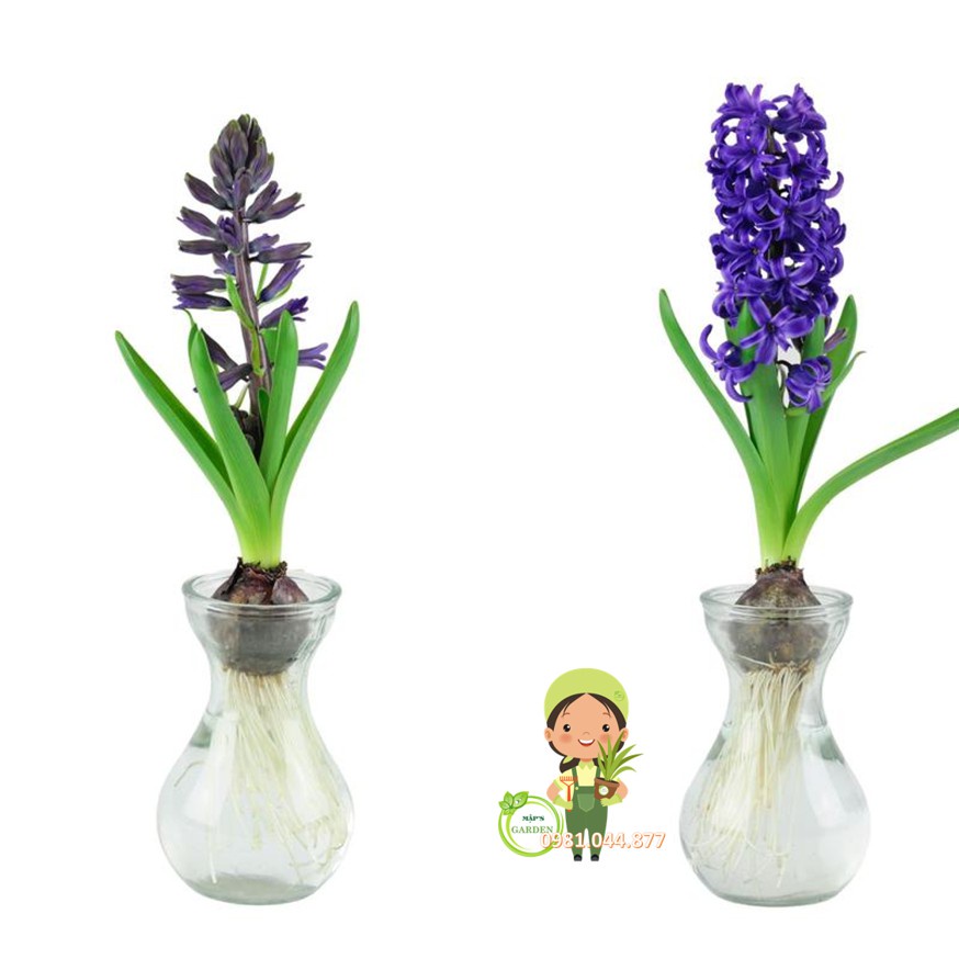 Combo 10 củ hoa tiên ông