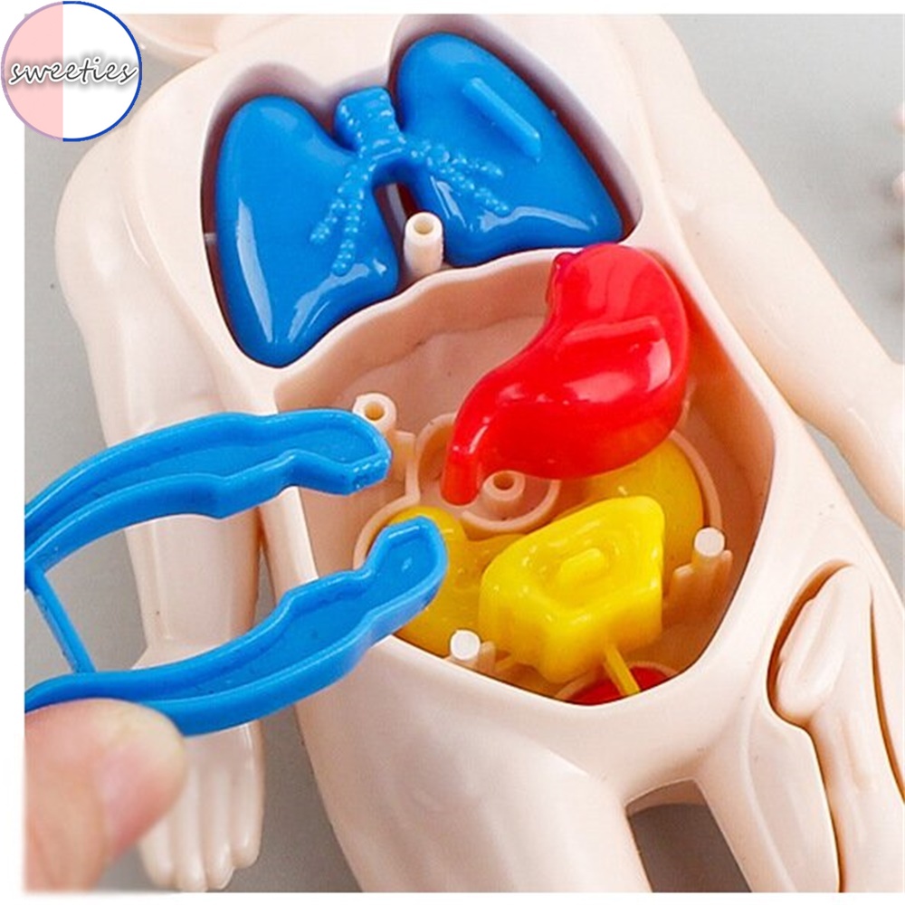 Mô Hình Cơ Quan Người diy Giáo Dục Khoa Học Cho Bé