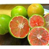 Cây giống chanh đào ghép - siêu trái cây cao 40-50 cm