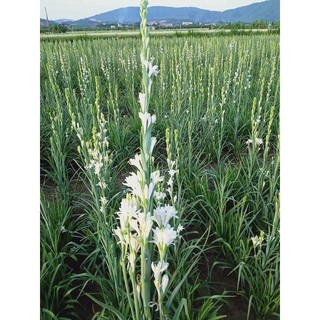 Củ hoa huệ ta, huệ trắng cánh kép thơm (cho hoa chuẩn dịp tết 2024